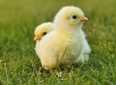 chick-g494c0086a_640.jpg