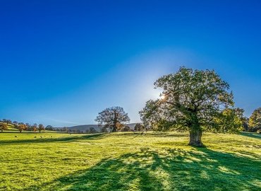 tree-ge252a1e02_640.jpg